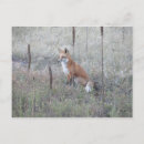 Search for wild fox postcards Wildlife