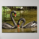 Search for black swan posters Beautiful