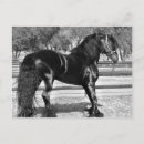 Search for stallion postcards Farm