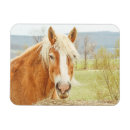 Search for country decor magnets Farm animals