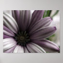 Search for quite posters Flower