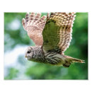 Search for birds of prey posters Avian