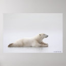 Search for bear posters Outdoors