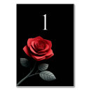 Search for single red rose Modern