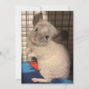 Search for chinchilla cards Cute