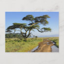 Search for primitive postcards Landscape