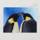 Search for 2 penguins postcards Cute