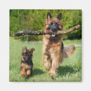 Search for long haired dog magnets Puppies