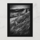 Search for caroll postcards Book