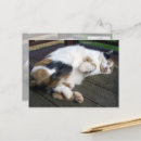 Search for curled postcards Cat