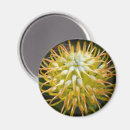 Search for pin magnets Yellow