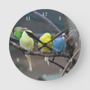 Search for parrot lover Birds
