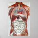 Search for human body diagram posters Healthcare
