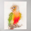 Search for conures posters Pet