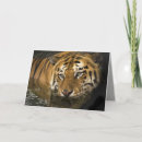 Search for bengal cards Nature