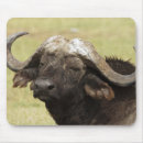Search for herbivore mousepads Wildlife
