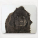 Search for one shot mousepads Full length