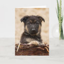 Search for german shepherd cards Pet