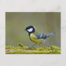 Search for tits postcards Nature