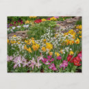 Search for spring landscape cards Daffodils