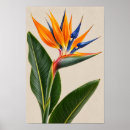 Search for vintage bird art Wall