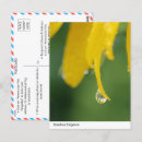 Search for flower petals postcards Nature