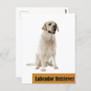 Search for labrador retriever dog postcards Puppy