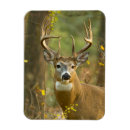 Search for whitetail magnets Antlers