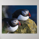 Search for arctica posters Bird