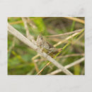 Search for green grasshopper postcards Animal