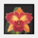 Search for exotic magnets Orchid