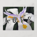 Search for dew drops postcards Nature