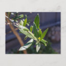 Search for olives postcards Plant