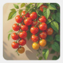 Search for tomato plant stickers Gardening