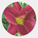 Search for daylily stickers Bloom