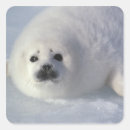 Search for harp envelope seals Snow