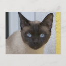 Search for black mask postcards Dark