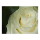 Search for white rose bud posters Flower