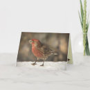 Search for aviary cards Avian