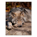 Search for timber wolf cards Winter