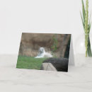 Search for white siberian tiger postcards Cats