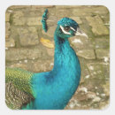 Search for peafowl stickers Green