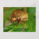 Search for insect postcards Cicadas