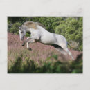 Search for gallop postcards Equestrian