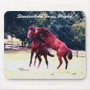 Search for standardbred Equine