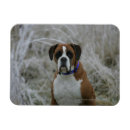 Search for frost magnets Dog