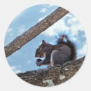 Search for tree nut stickers Squirrel