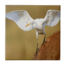 Search for beak tiles Avian