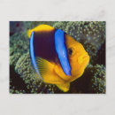 Search for reef postcards Colour