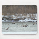 Search for canada goose electronics Branta canadensis